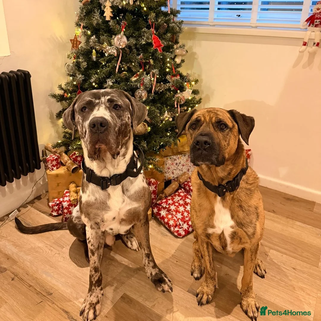 Mixed Breed dogs for adoption: Blue (Cane Corso mix) - Advert 14