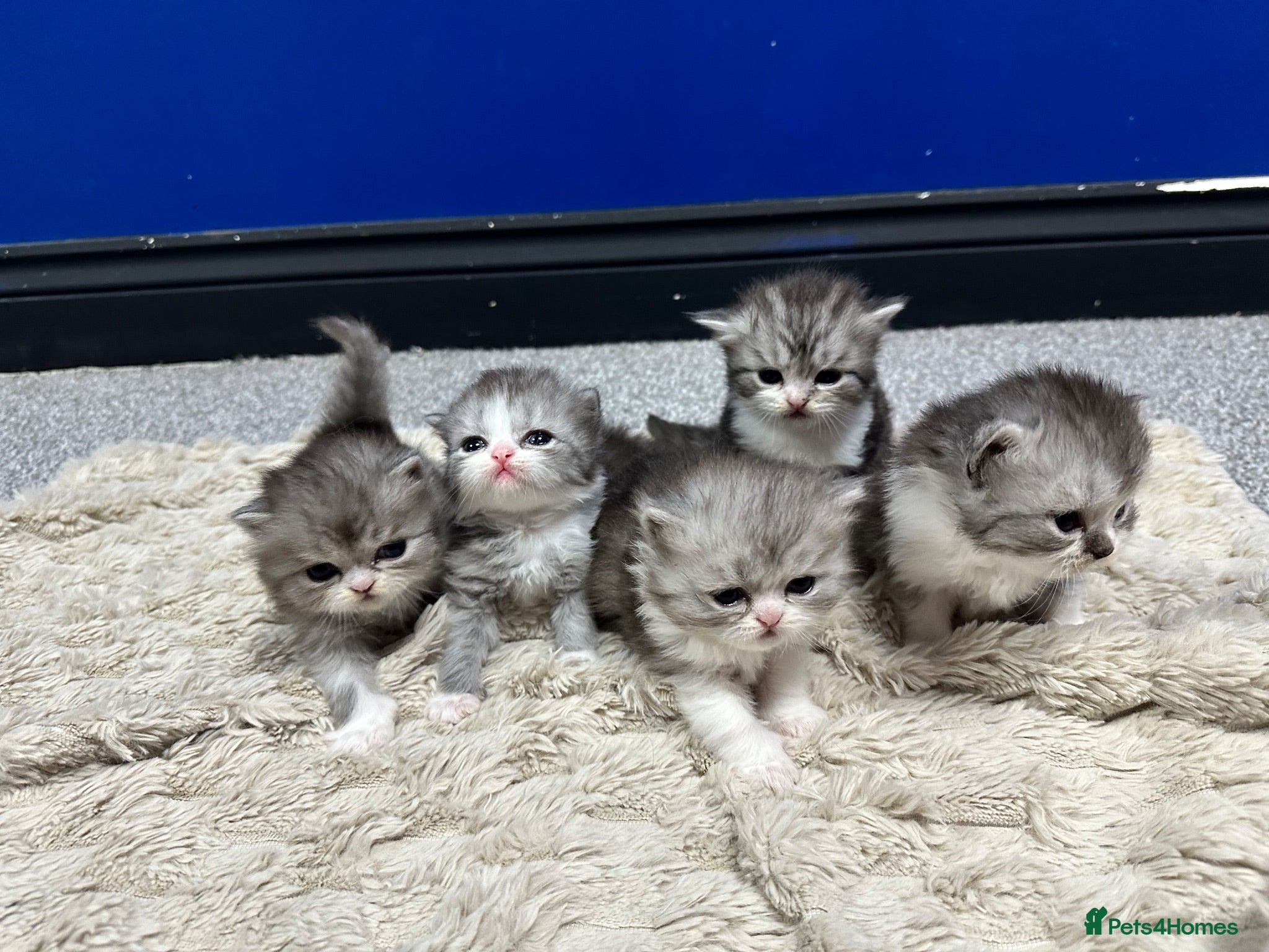 Persian cats 5 Beautiful Purebred Persian Kittens–Available now - Advert 1