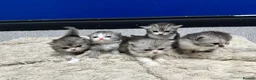 Persian cats for sale: 5 Beautiful Purebred Persian Kittens–Available now - Advert 1