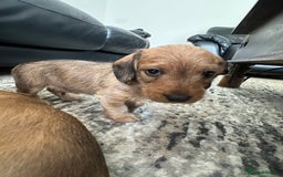 Mixed Breed dogs for sale: Doxiepoo puppys, Dachshund, Poodle - Image 3