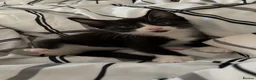 Mixed Breed cats for sale: Tuxedo kittens - Advert 12