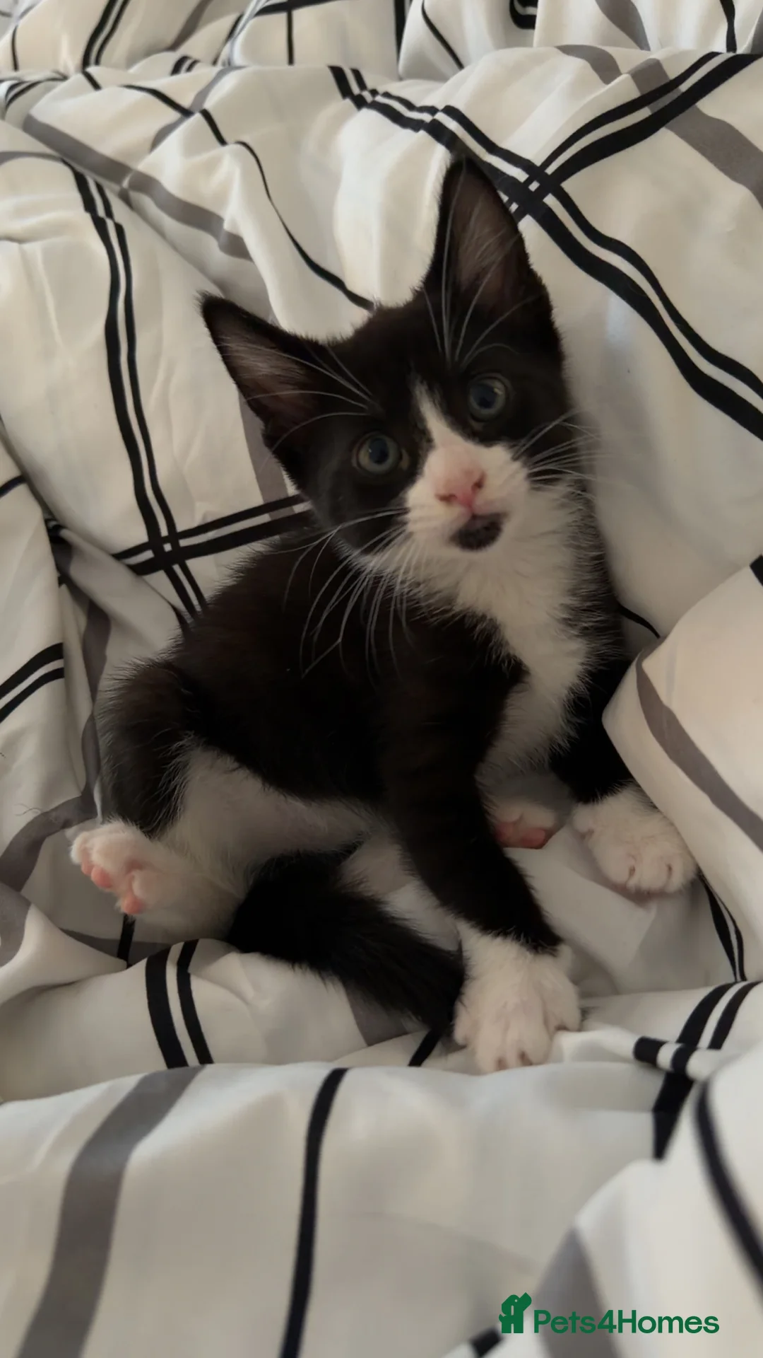 Mixed Breed cats for sale: Tuxedo kittens - Advert 12