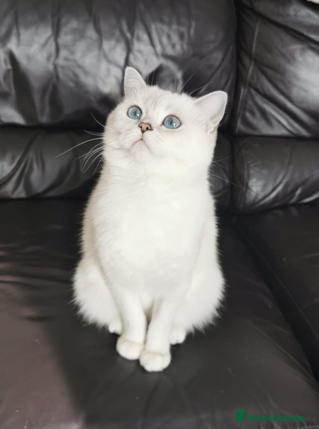 Scottish Fold cats for sale: Scottish Fold/Straight Kittens  - Image 11