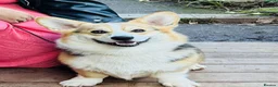 Welsh Corgi Pembroke dogs for sale: Quality Corgi pups waiting lovely homes - Advert 10