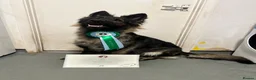 German Shepherd dogs for sale: Fully Health Tested, KC registered GSD puppies due - Advert 5