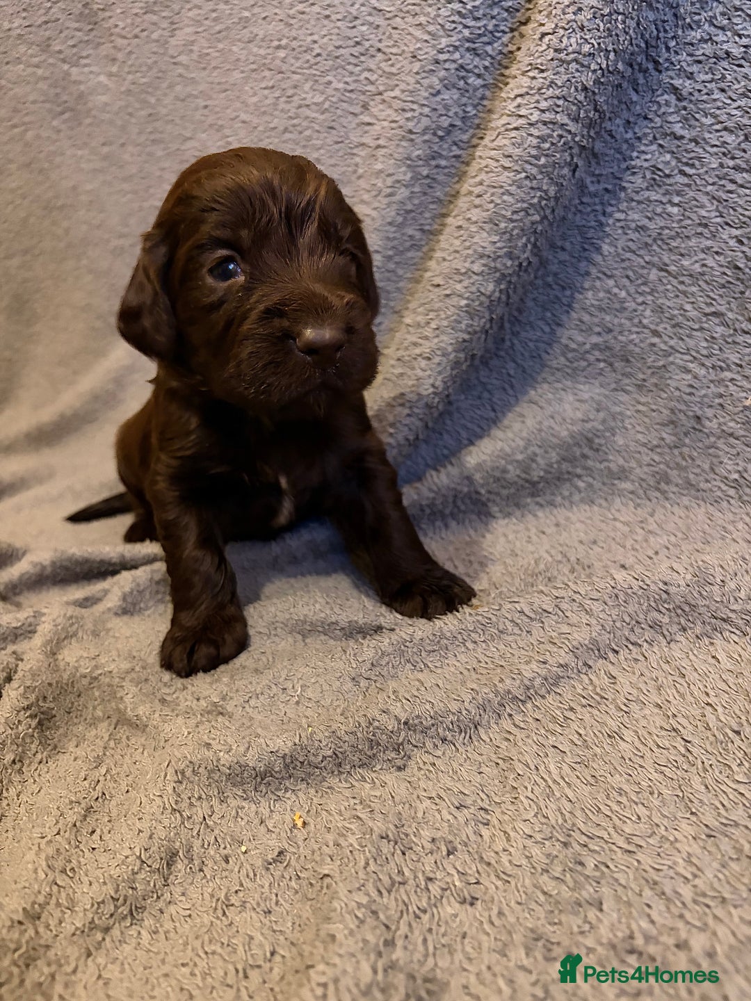 Mixed Breed dogs for sale: Sprockerdor bitch pup *READY NOW* - Advert 16