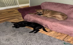 Mixed Breed dogs for sale: Urgent Rehoming, Bruno - Image 2