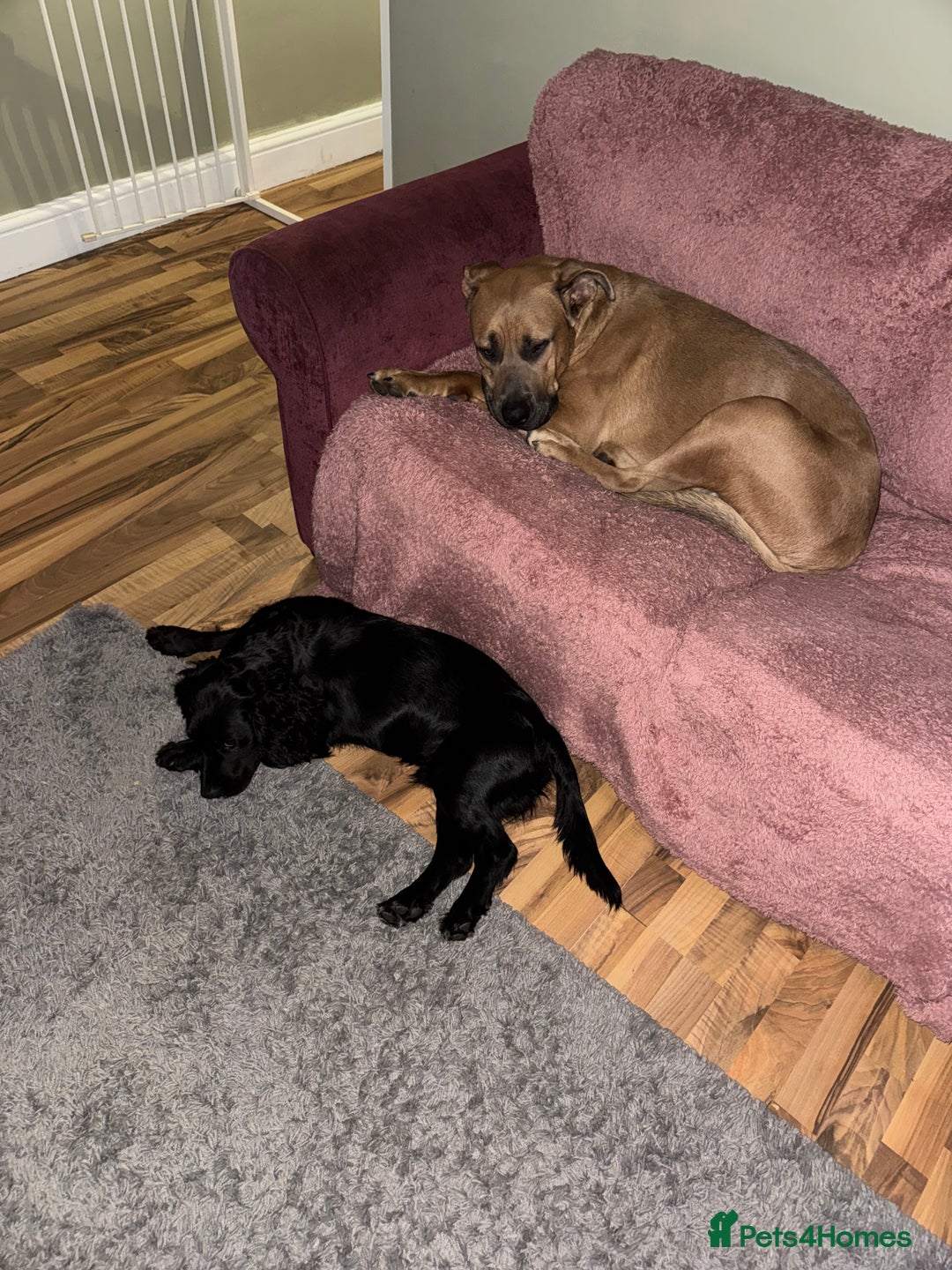 Mixed Breed dogs for sale: Urgent Rehoming, Bruno - Image 2