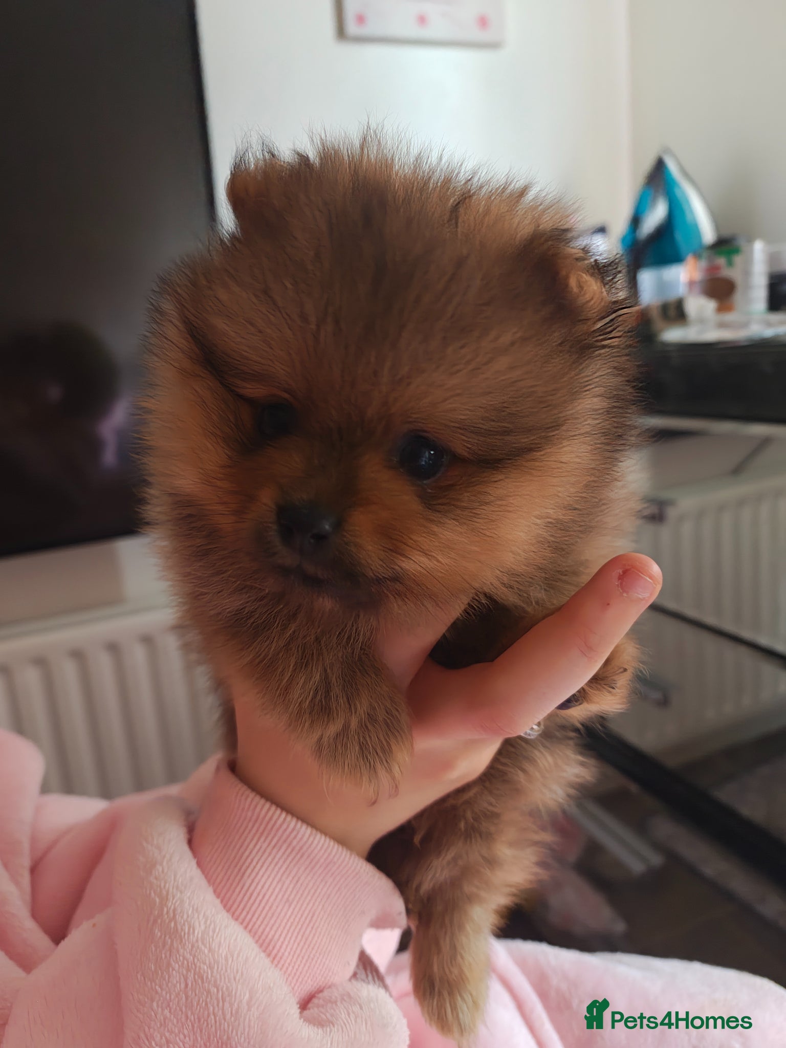 Pomeranian dogs 2 gorgeous Pomeranians  - Advert 4