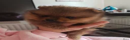 Pomeranian dogs for sale: 2 gorgeous Pomeranians  - Advert 1