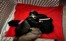 Cane Corso dogs for sale: Litter of 10 cane corso puppies family reared  - Advert 15