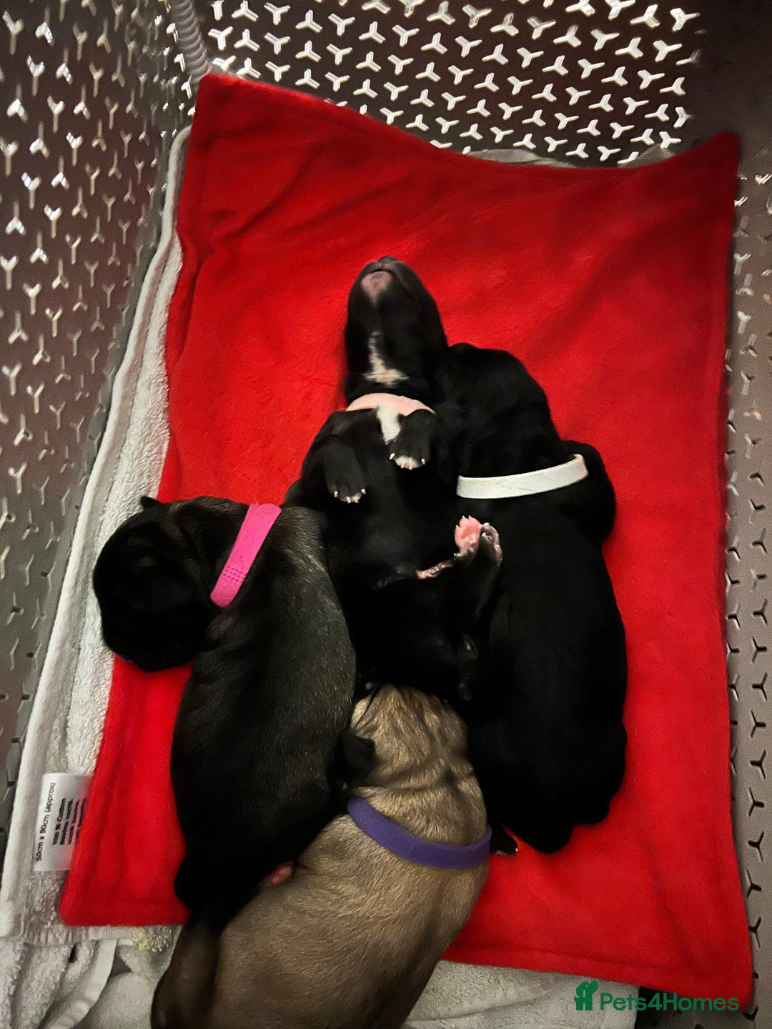 Cane Corso dogs for sale: Litter of 10 cane corso puppies family reared  - Advert 15