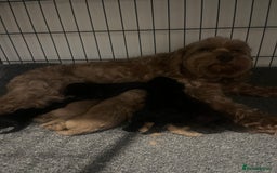 Cavapoo dogs for sale: Beautiful cavapoo puppies 🐾 - Image 16