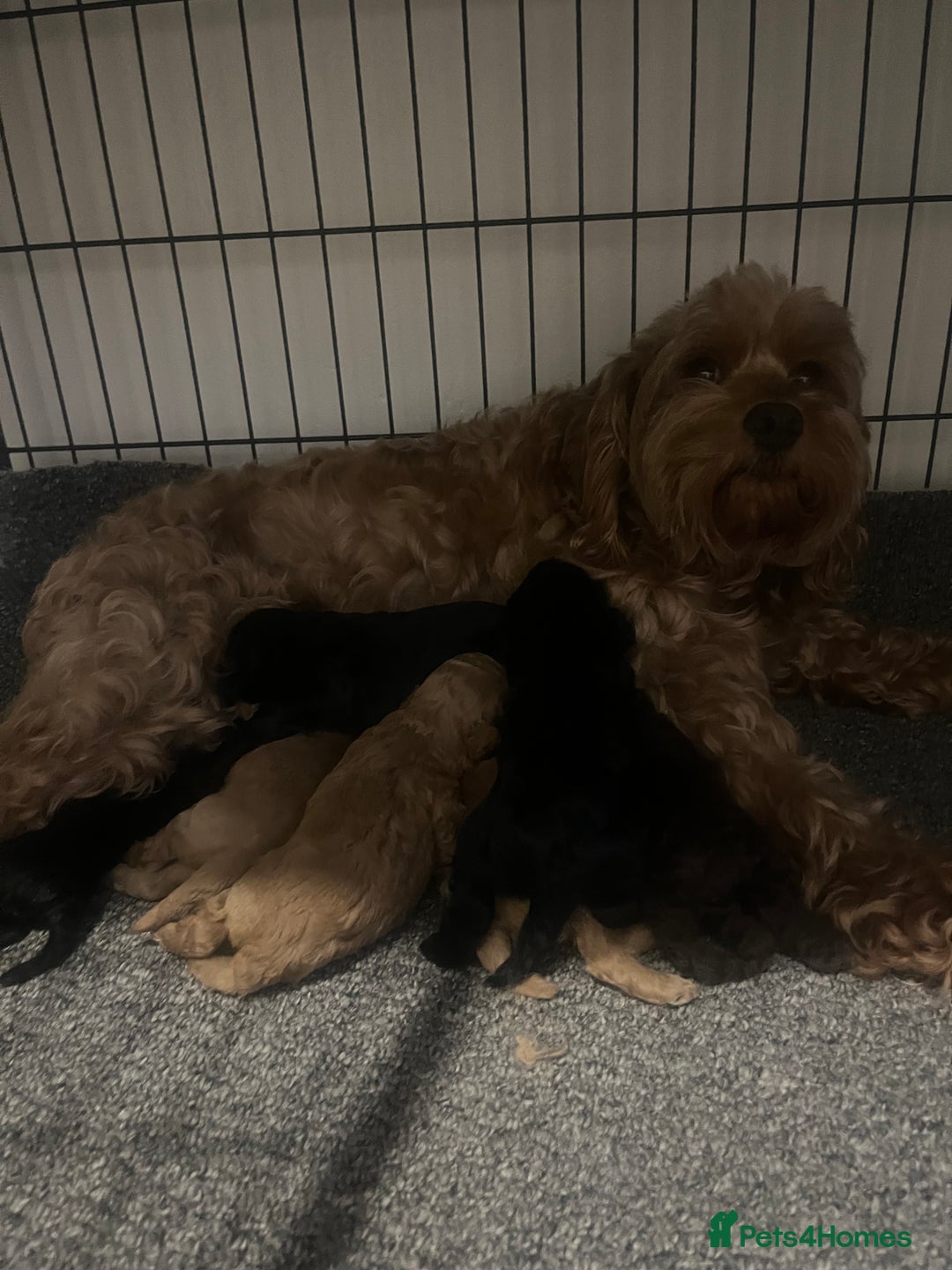 Cavapoo dogs for sale: Beautiful cavapoo puppies 🐾 - Image 16