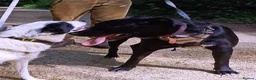 Mixed Breed dogs for sale: Meet SHEAMUS - a sensitive boy for a Loving Home🐾 in Wisbech - Advert 6