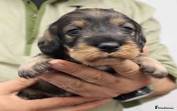 Dachshund dogs for sale: Wire Haired Dachshund Puppies - Image 11