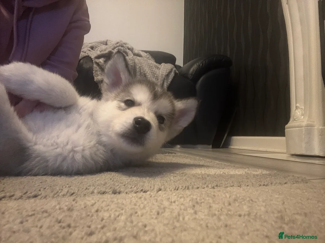 Alaskan Malamute dogs for sale: Alaskan malamute boy - Advert 8