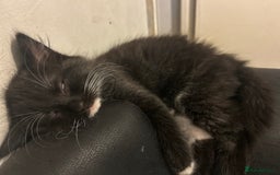 Maine Coon cats for sale: Maine coon boys - Image 6