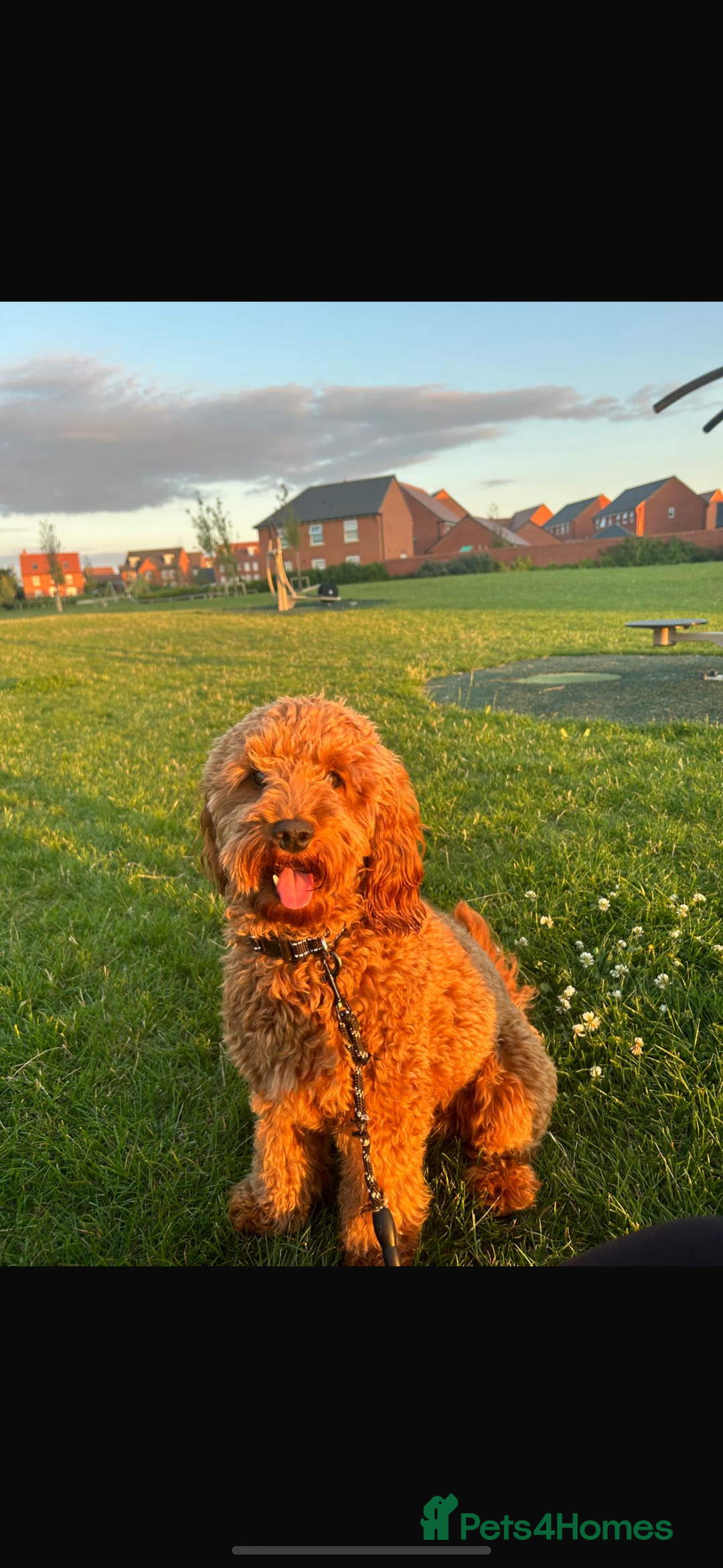 Cockapoo dogs for sale: Waffle doggy cockapoo mini - Image 4