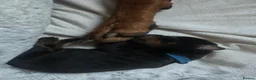 Dobermann dogs for sale: Champion Bloodline Doberman Puppies in Manchester - Advert 29