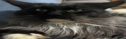 Maine Coon cats for sale: Last gorgeous male Maine Coon X longhair - Advert 5
