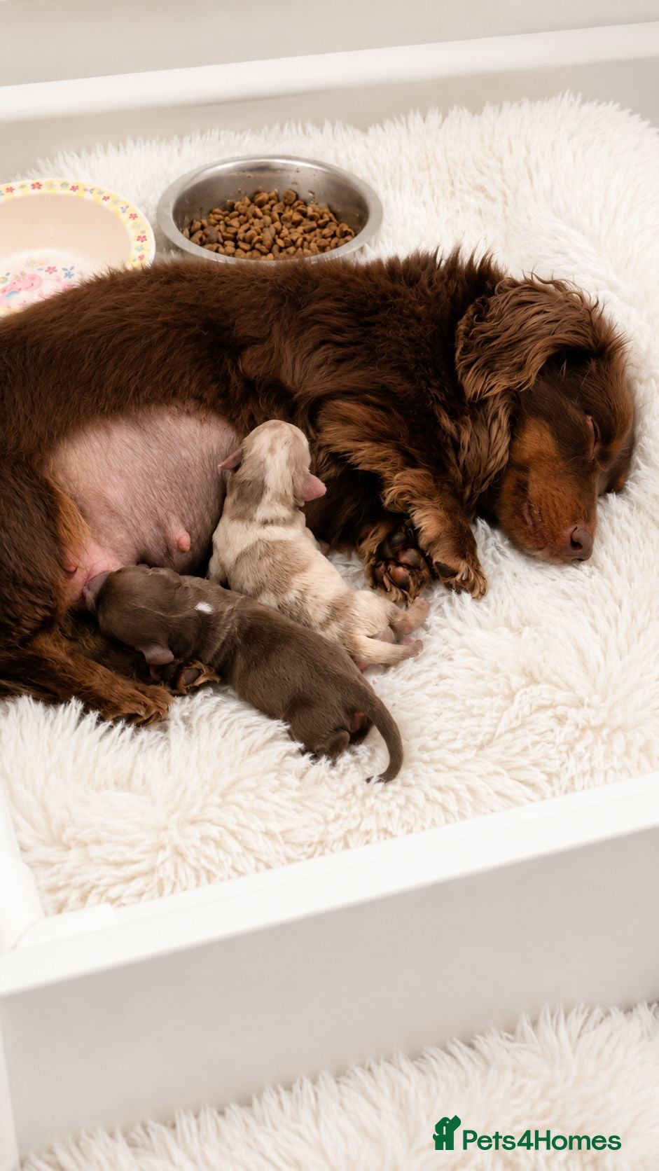 Miniature Dachshund dogs KC Long Hair Miniature Dachshund Pups ready now - Advert 3