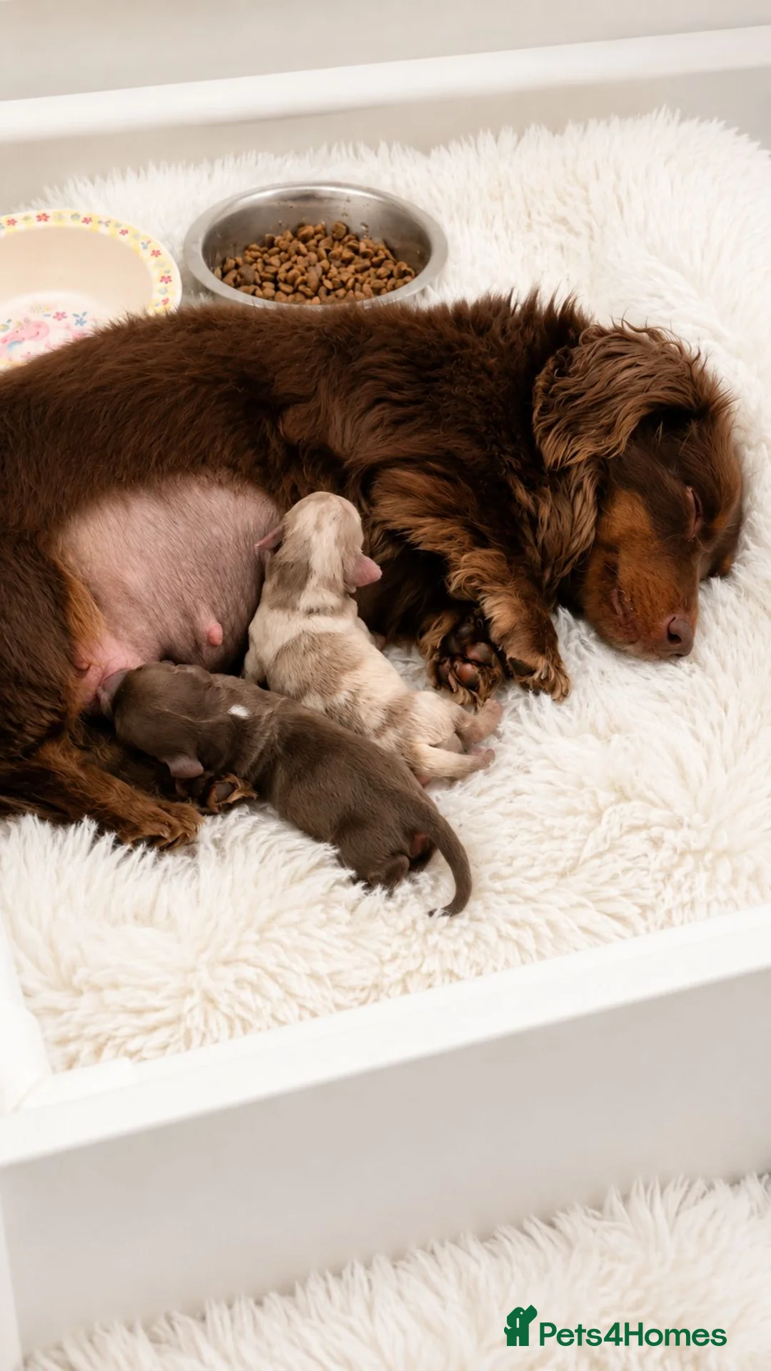 Miniature Dachshund dogs for sale: KC Long Hair Miniature Dachshund Pups ready now - Advert 1