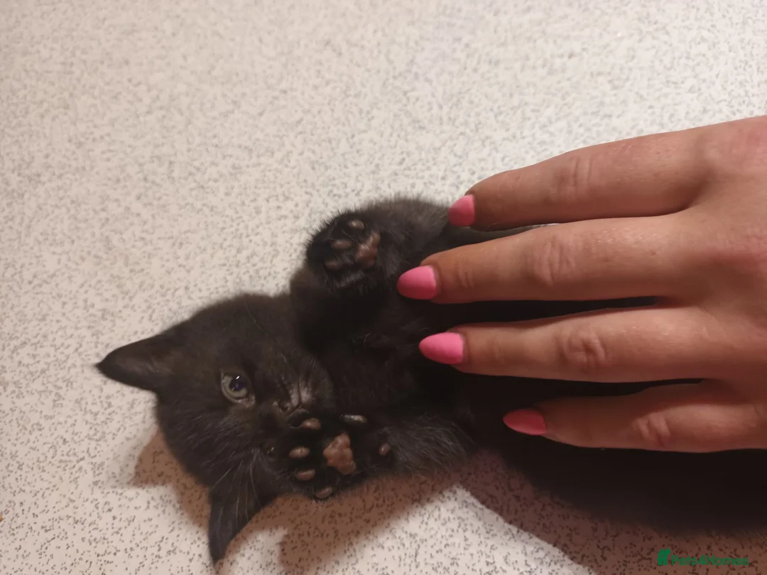Mixed Breed cats for sale: Beautiful boy in Lichfield - Advert 4