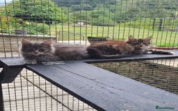 Maine Coon cats for sale: Maine Coon Kittens - Image 5
