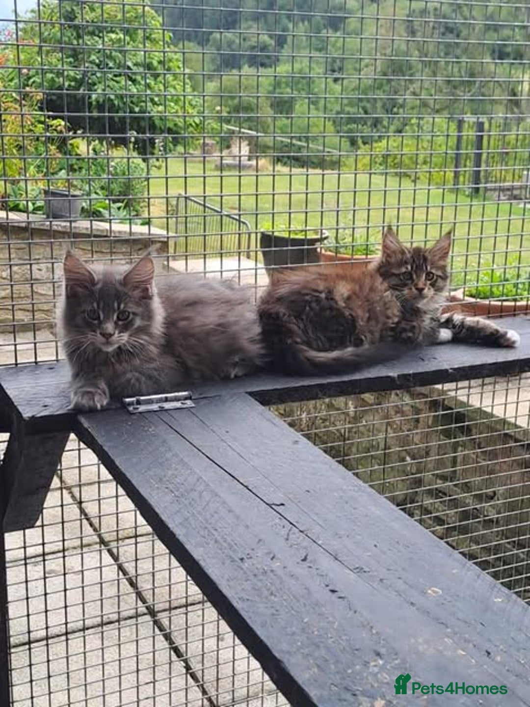 Maine Coon cats for sale: Maine Coon Kittens - Image 5