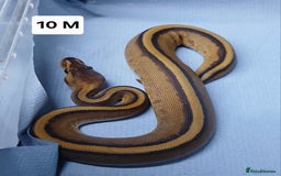Python Snake reptiles for sale: Royal Python Morph Hatchlings  - Image 21
