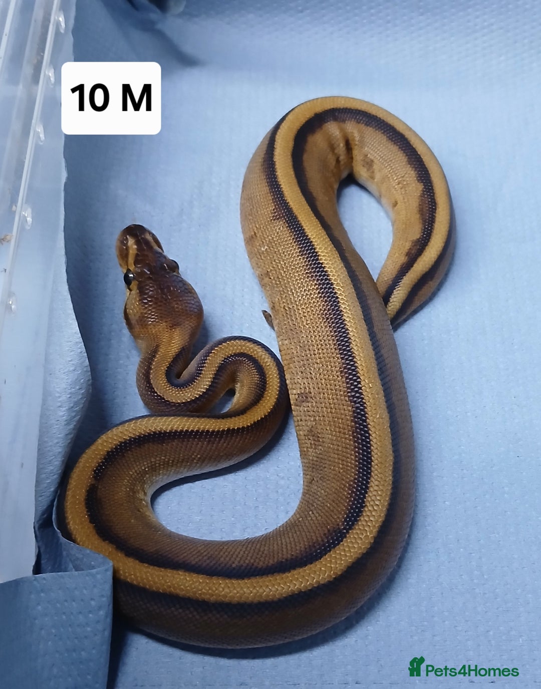 Python Snake reptiles for sale: Royal Python Morph Hatchlings  - Image 21