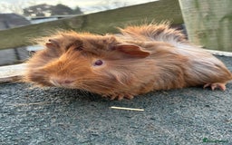Guinea Pig rodents for sale: Beautiful baby guinea pigs - Advert 6