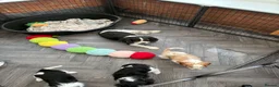 Cavalier King Charles Spaniel dogs for sale: stunning health tested cavalier king charles pups - Advert 2