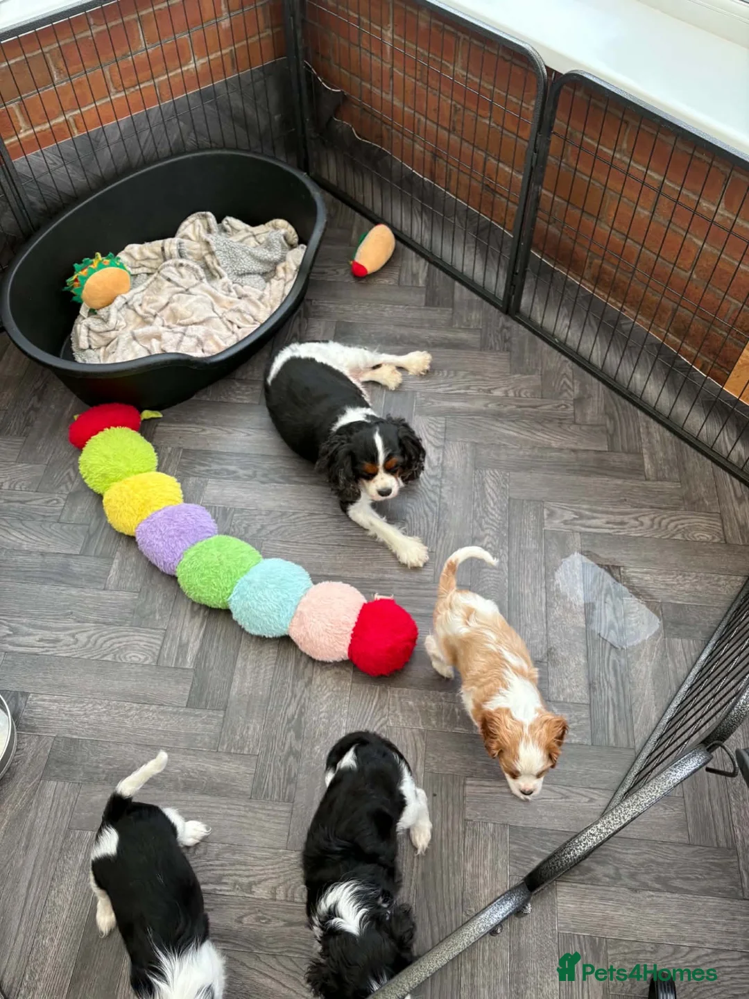 Cavalier King Charles Spaniel dogs for sale: stunning health tested cavalier king charles pups - Advert 2