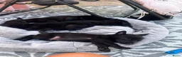 Belgian Shepherd Dog dogs for sale: PURE BREED BELGIAN MALINOIS  in Dunmow - Advert 17