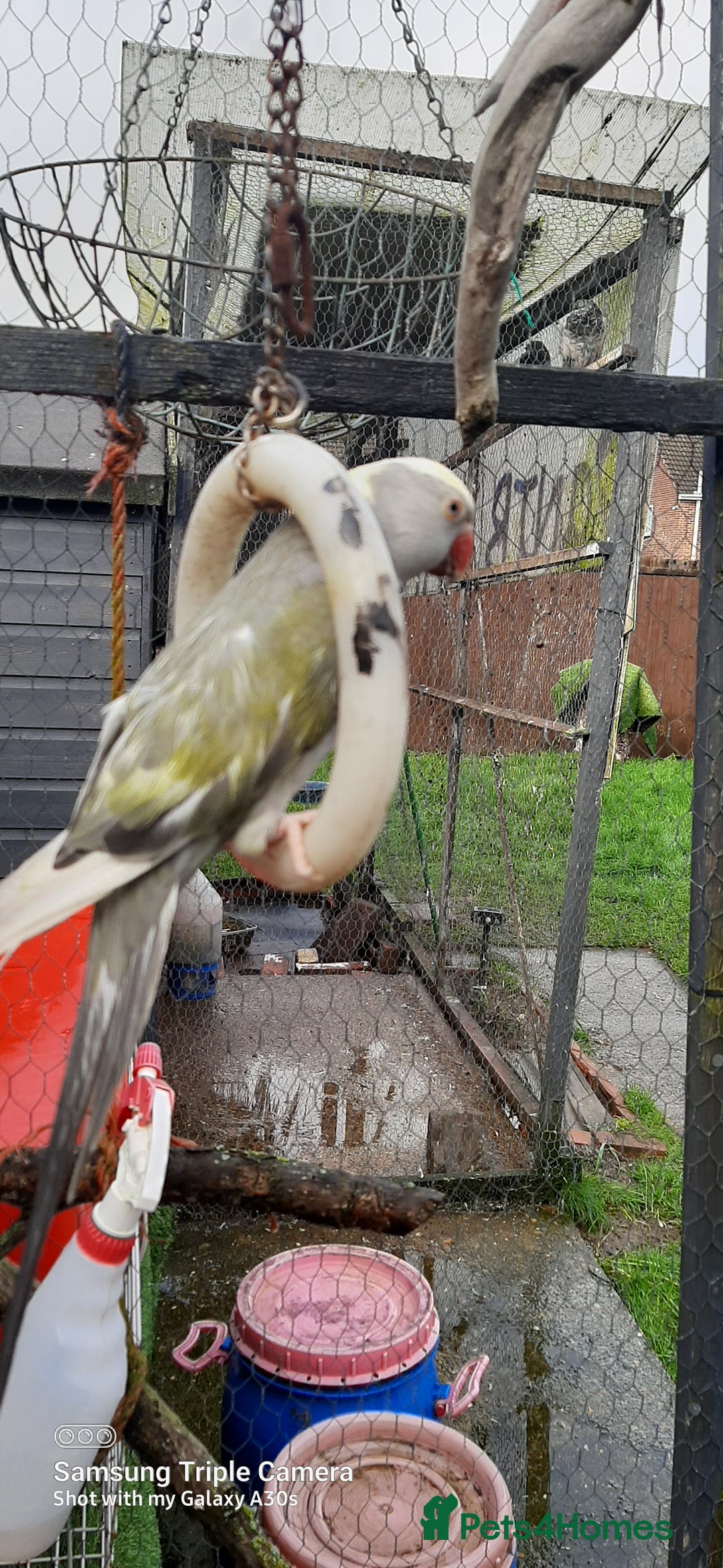 Parrots birds for sale: Reingnack recessive pied  - Advert 4