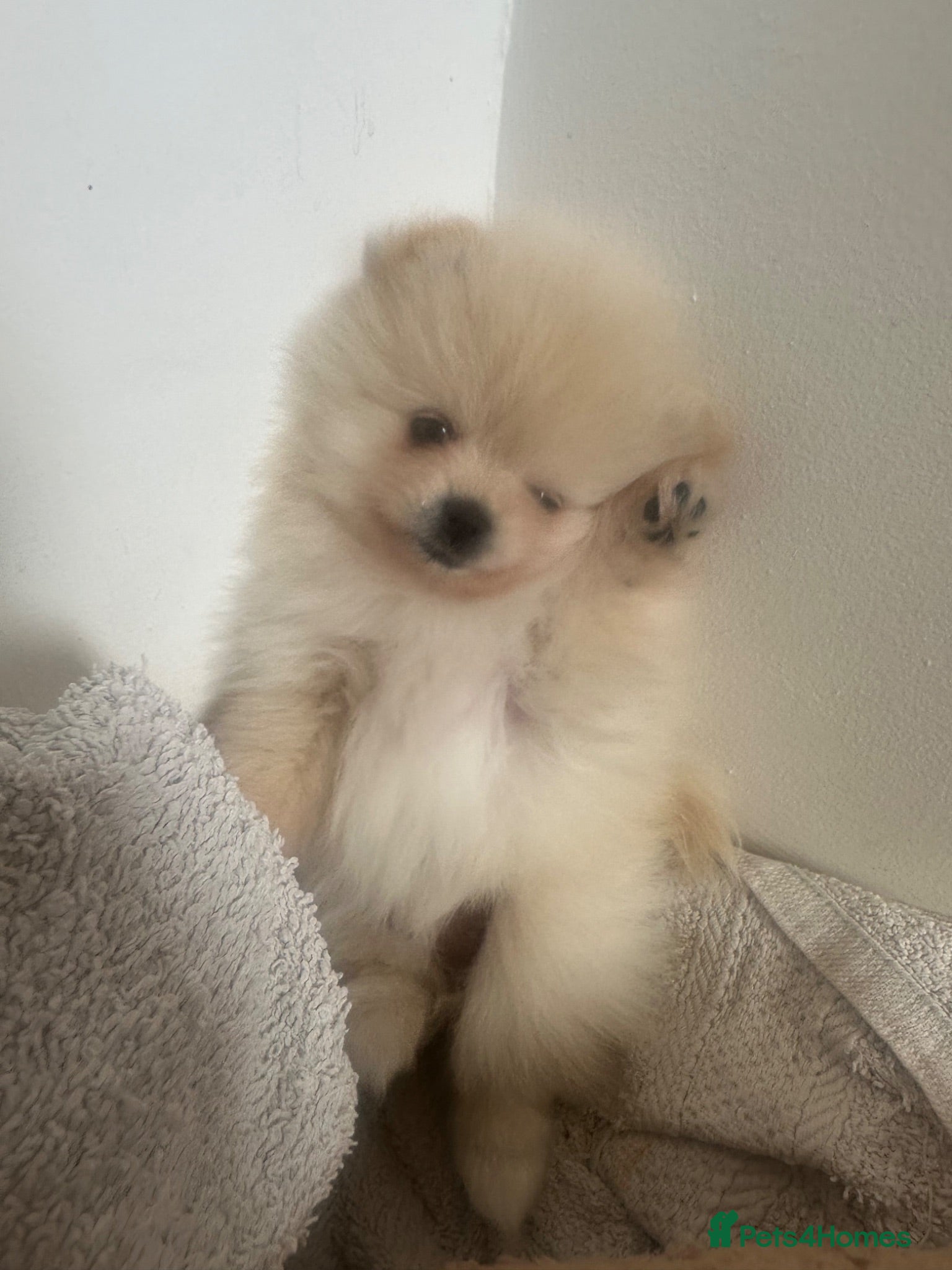 Pomeranian dogs Beautiful Pomeranian Puppy  - Advert 1