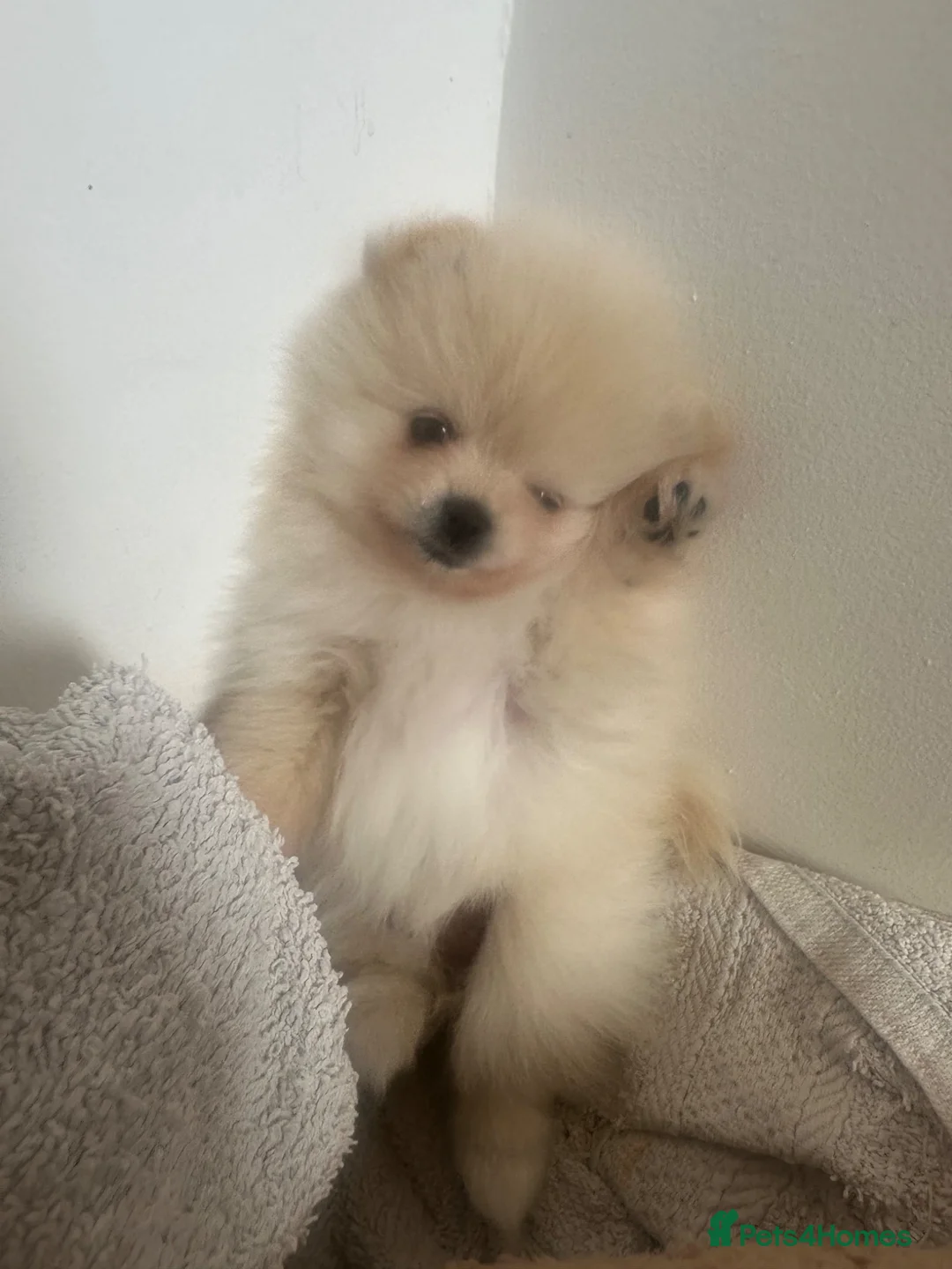 Pomeranian dogs for sale: Beautiful Pomeranian Puppy  - Advert 1