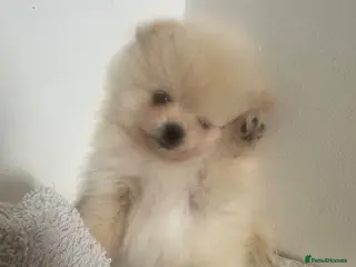 Pomeranian dogs Beautiful Pomeranian Puppy - Advert 1