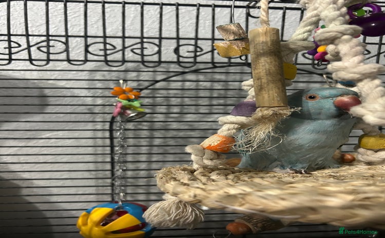Ringnecks birds - Advert 15