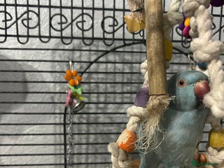 Ringnecks birds - Advert 2