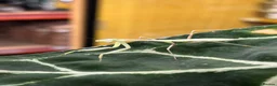 Mixed Breed invertebrates for sale: Various Invertebrates At Urban Exotics  - Advert 13