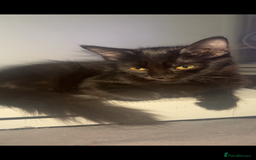 British Longhair cats for sale: 2 fluffy female kittens  - Image 6