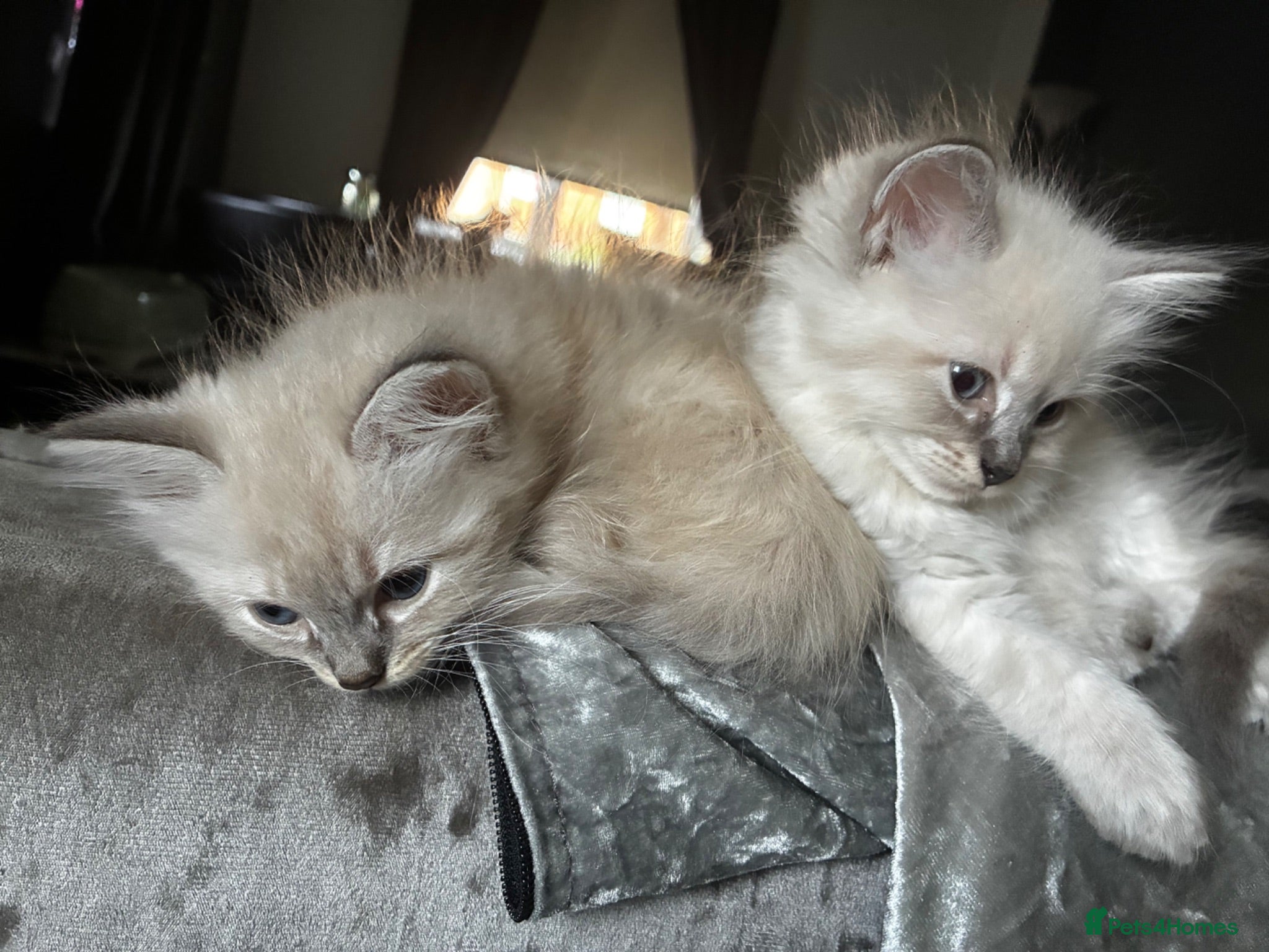 Mixed Breed cats READY NOW 🏠🐱5 Beauitiful Ragdoll/Bengal kittens  - Advert 1