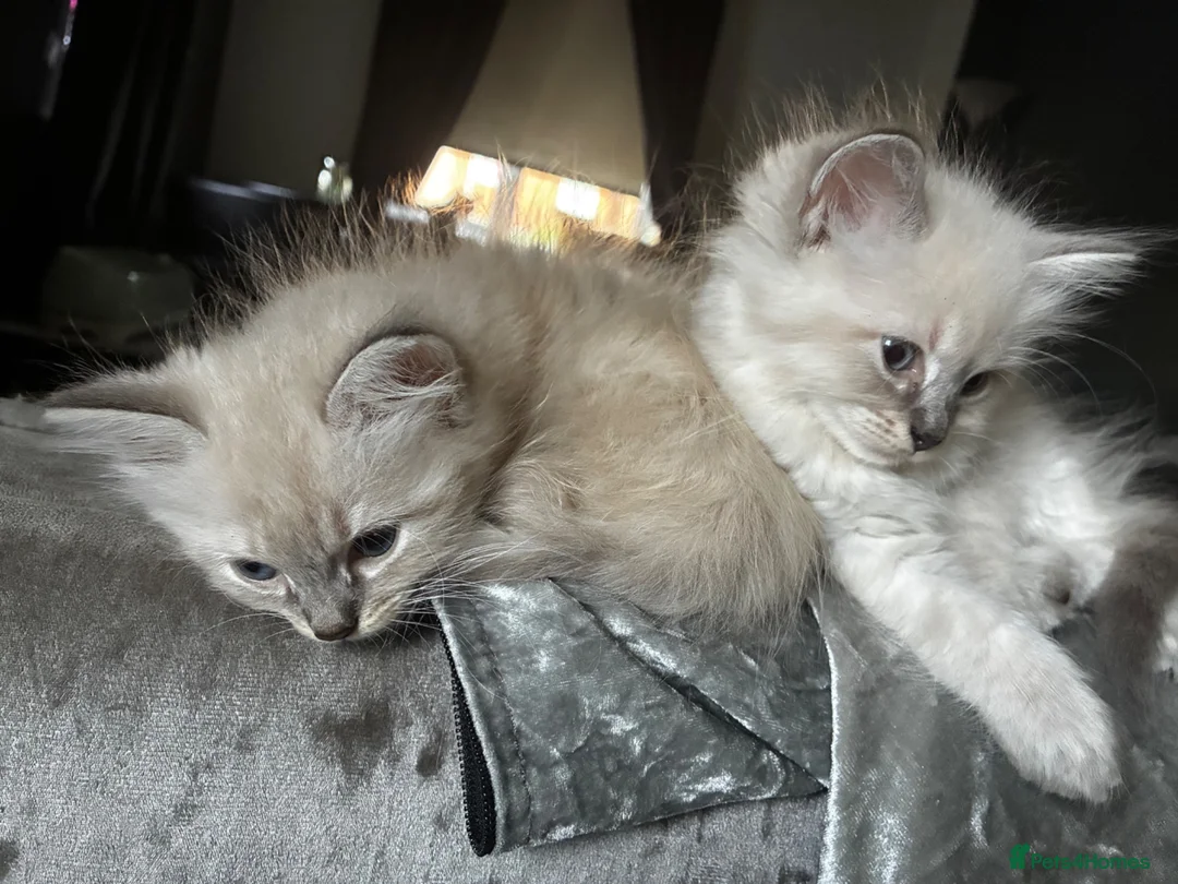 Mixed Breed cats for sale: READY NOW 🏠🐱5 Beauitiful Ragdoll/Bengal kittens  - Advert 1