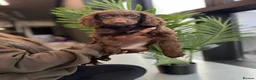 Cockapoo dogs for sale: F2 beautiful cockapoo puppies  in Leamington Spa - Advert 23