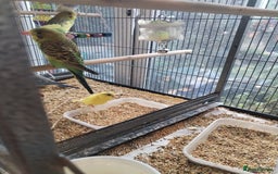 Budgerigars birds for sale: Beautiful baby budgies  - Image 7