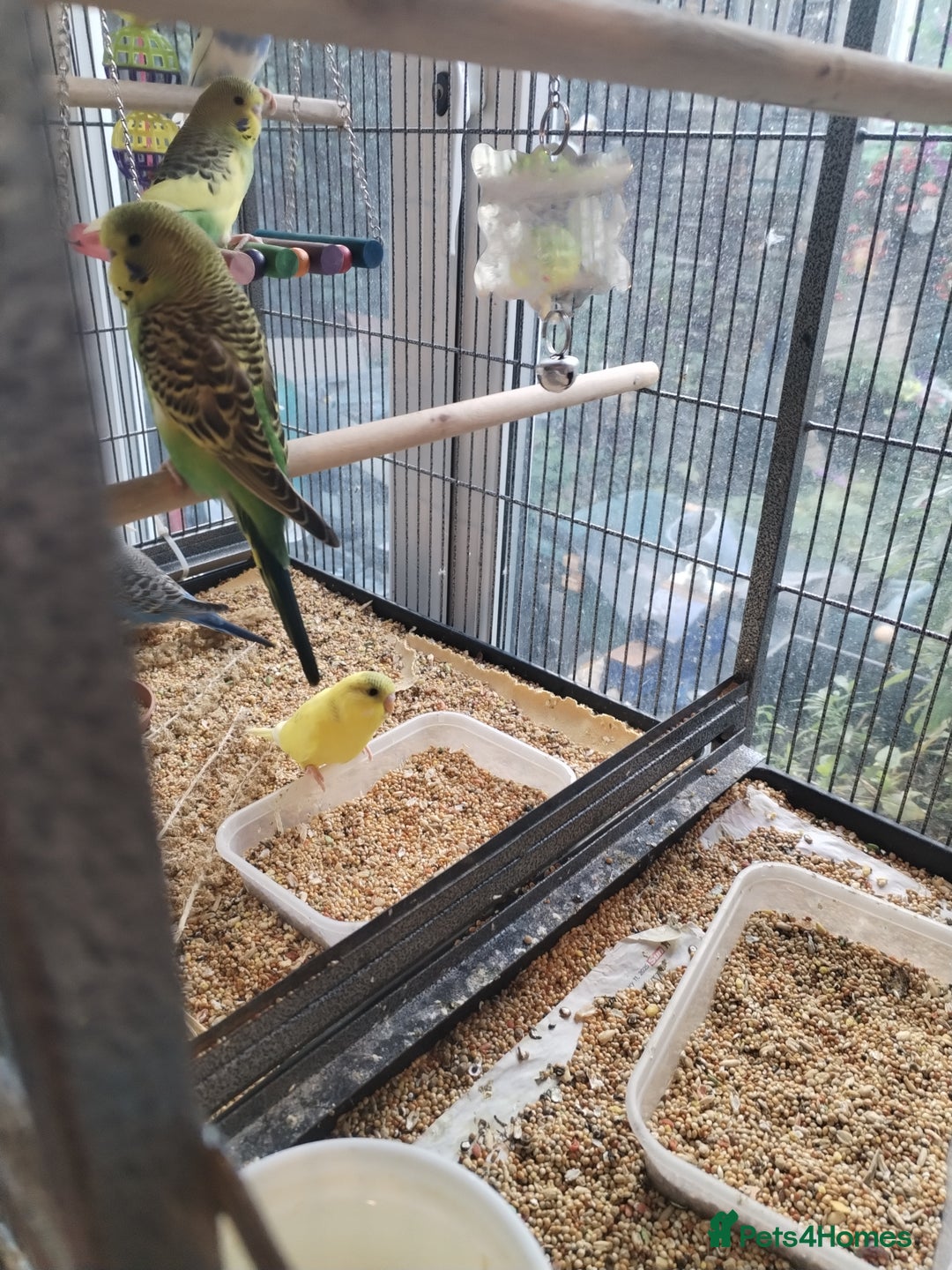 Budgerigars birds for sale: Beautiful baby budgies  - Image 7