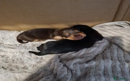 Dachshund dogs for sale: Miniature Wire haired Dachshund Puppies  - Image 3